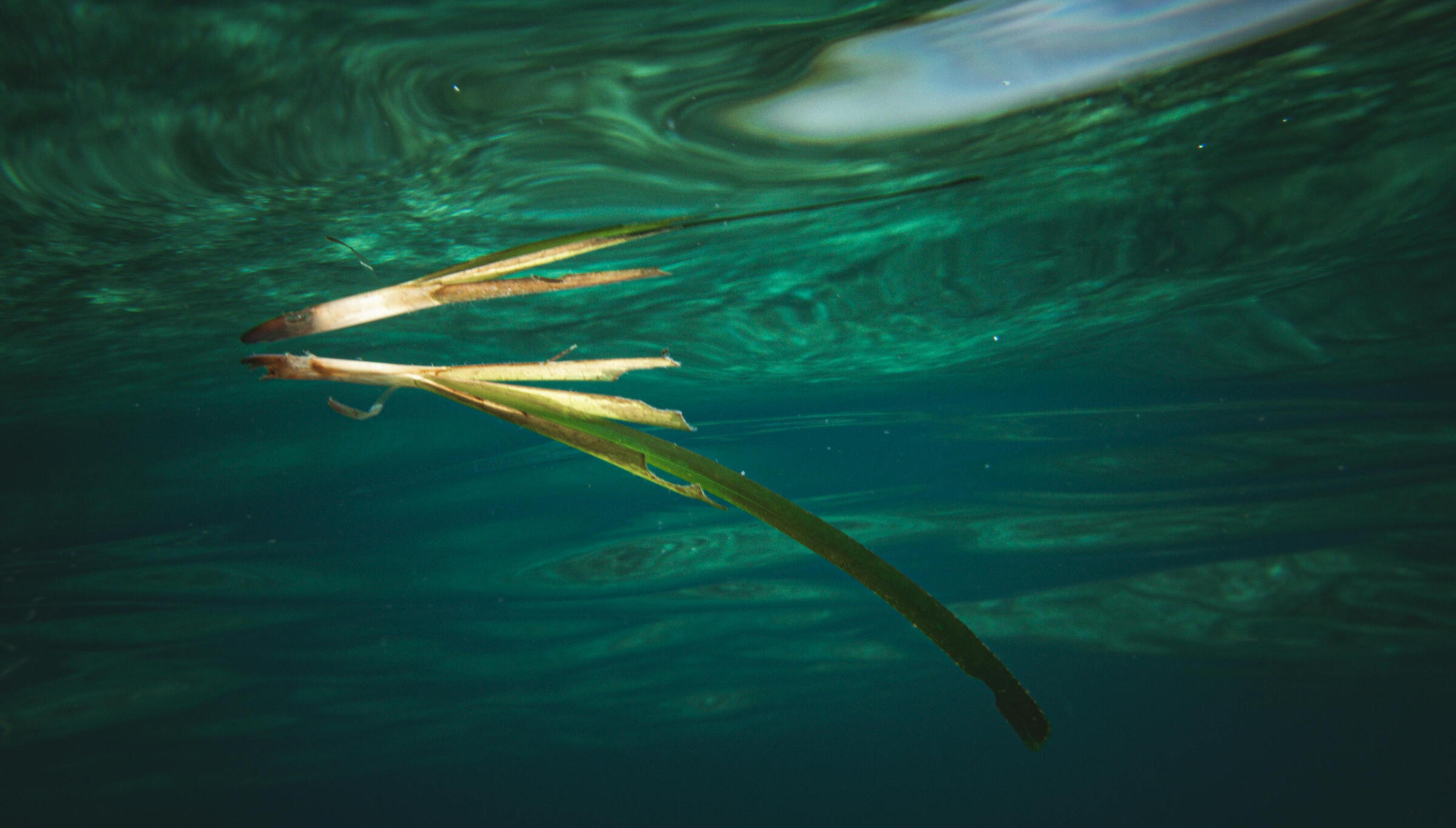 navegando de ibiza a formentera en un velero navegar cómodamente en un barco seguro y estable desde ibiza o formentera en un barco eco-friendly descubriendo las mejores playas y cuevas submarinas con muchas actividades incluidas que respetan la naturaleza y el comercio y cultura local.